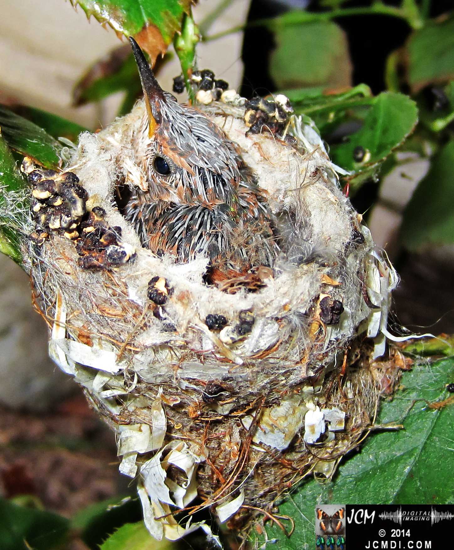 Allen's Hummingbird nest and chick with colors appearing in the feathers